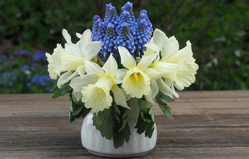 Narcissus WP Milner, Daffodil 'W.P. Milner', Trumpet Daffodil 'W.P. Milner', Trumpet Daffodil, Spring Bulbs, Spring Flowers, Trumpet Narcissus, Dwarf daffodil